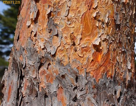 Red Pine Bark