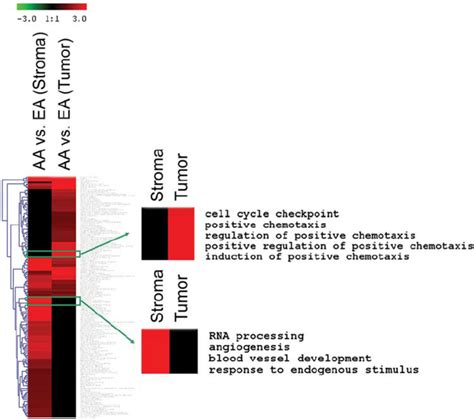 Gobp Terms That Are Enriched For Differentially Expressed Genes In The Download Scientific