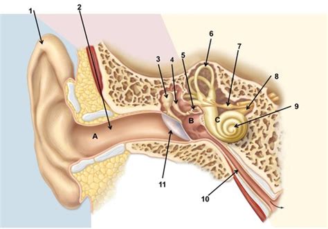 Anatomy Of The Outer Middle And Inner Ear Flashcards Quizlet