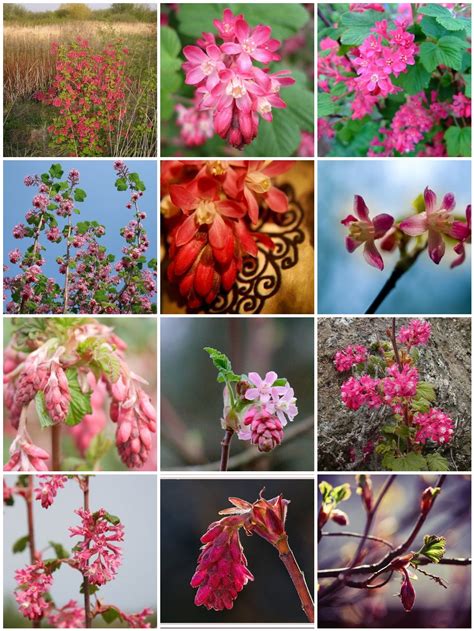 50 Natives: Washington State : Ribes sanguineum - Red Flowering Currant | PITH + VIGOR