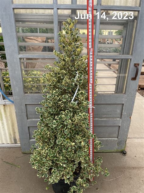 Ficus Triangularis Var Column Tri State Foliage In House