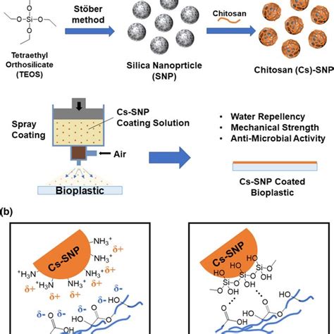 A Schematic Illustration Of Synthesis Of Chitosan Functionalized Silica Download Scientific