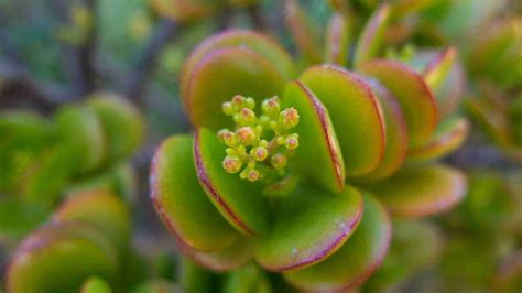 Crassulaceae Moody Blooms