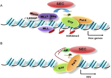 super elongation complex sec  mll  development  disease