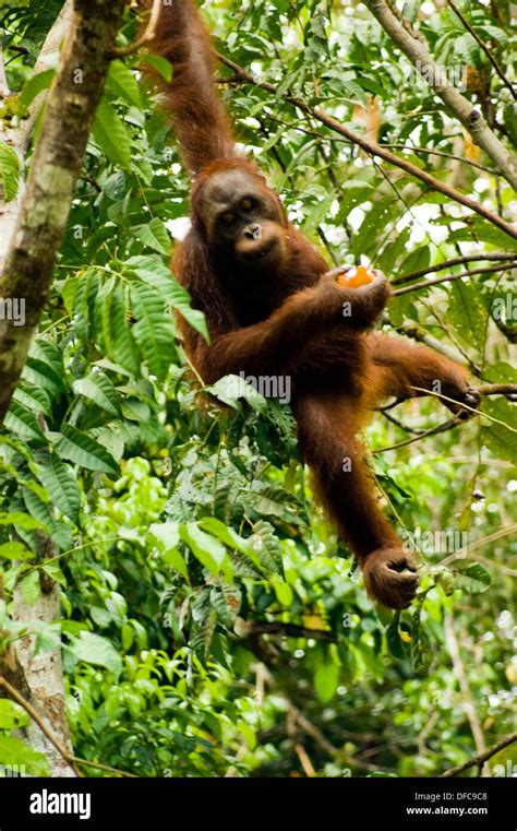 Orang Hutan Sarawak Malaysia Hi Res Stock Photography And Images Alamy