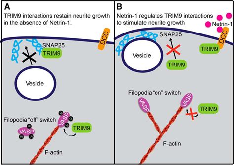 TRIM9 Mediates Netrin 1 Induced Neuronal Morphogenesis In The