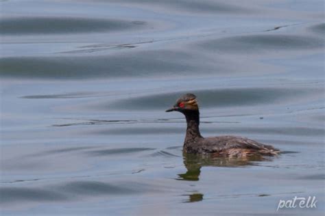 Black Necked Grebe Wildlife Den South African And Australian