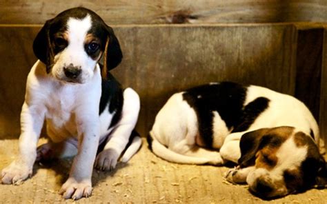 Training English Foxhound Puppies