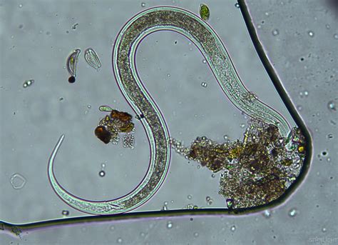 Use Beneficial Nematodes To Combat Insect Pests Gardener S