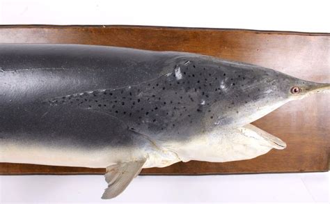 Paddlefish/ Spoonbill Catfish Taxidermy Mount