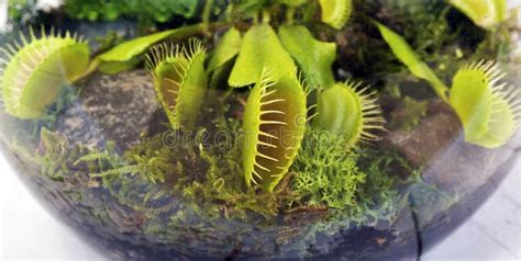 Muscipula De Venus Fly Traps Dionaea E Capensis Carn Voros Do Drosera