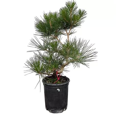 Japanese Black Pine Jiffy Plants