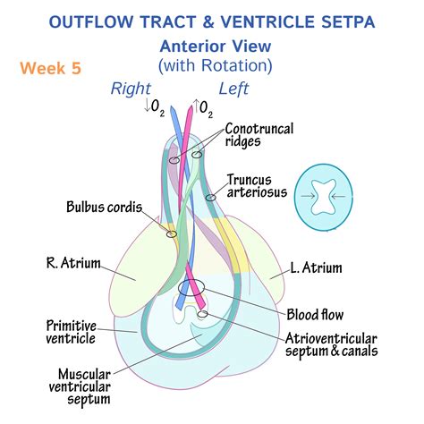 Embryology Glossary: Heart Development - Outflow Tract & Ventricle ...