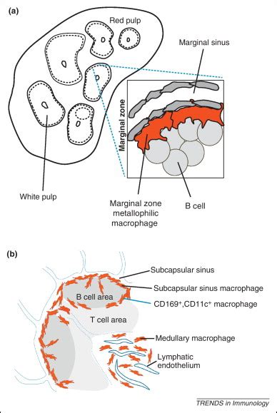 Cd169 Macrophages At The Crossroads Of Antigen Presentation Trends In