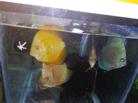 shivram banded cichlid fish   price  howrah  fishy