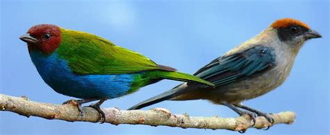 Discover Colombia's birdlife - Class Adventure Travel