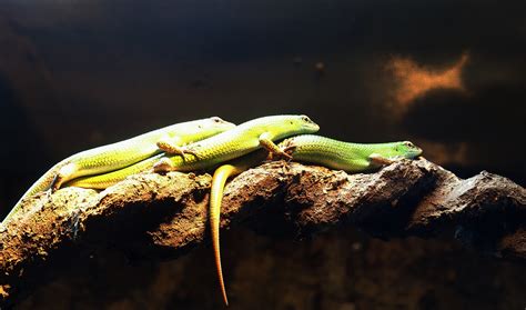 Emerald Tree Skinks Lamprolepis Smaragdina 2023 09 24 Zoochat