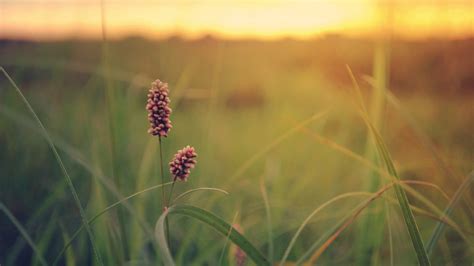 Sfondi Luce Del Sole Cielo Piante Mattina Primavera Fiore