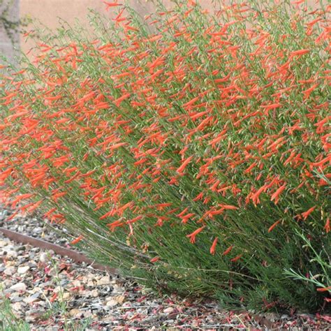 Pineleaf Penstemon Penstemon Pinifolius High Country Gardens