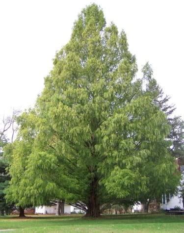 Dawn Redwood | Trees That Please