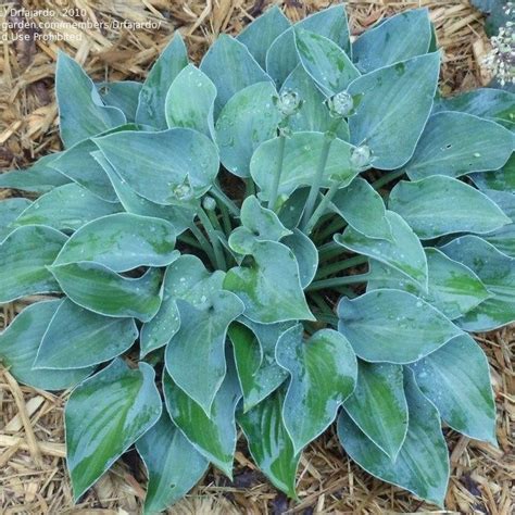 Hosta "Blue Cadet" - Rasadnik „Jelena”