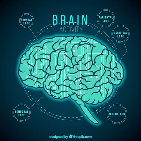 Brain Activity Infographic Vector Free Download