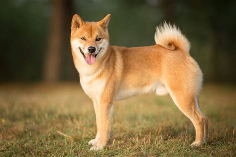 Shiba Inu - ZooCena.pl