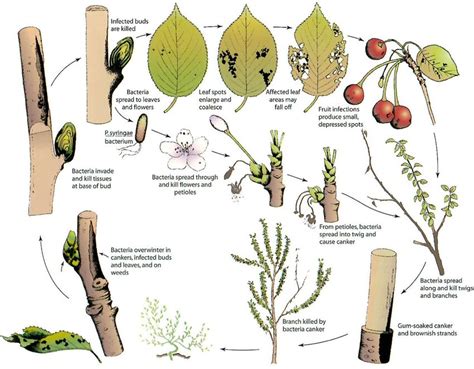 12 Disease Cycle Of Bacterial Canker Of Trees Illustrated By The