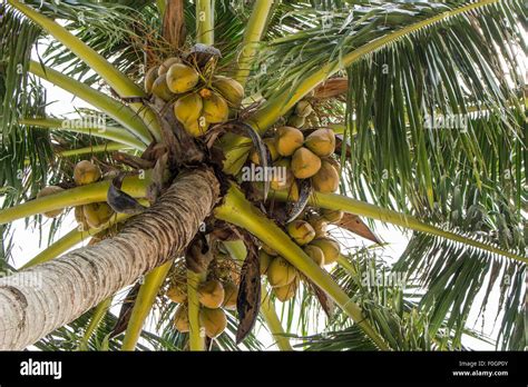 Mentawai Islands Indonesia Landscape Palm Tree Coconuts Copra