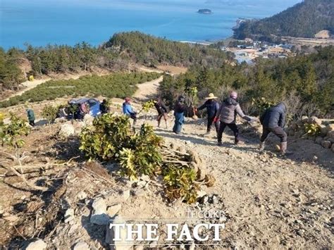 완도군 탄소중립 실현 조림 사업 착수14억 투입 네이트 뉴스