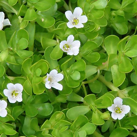Bacopa monnieri - StatPearls - NCBI Bookshelf