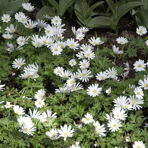 Anemone Blanda White Splendour