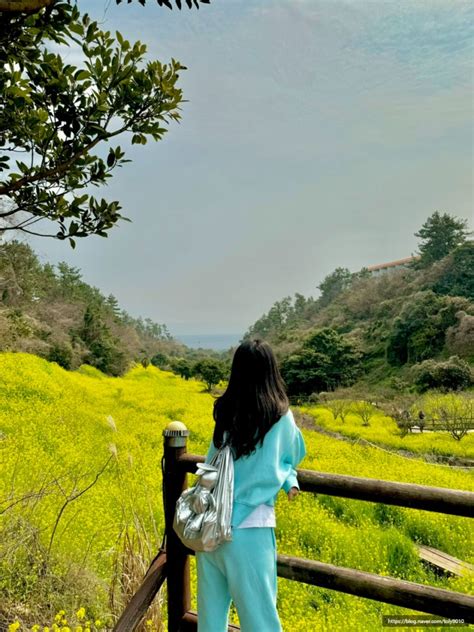 제주도 유채꽃 시기 명소 추천 엉덩물계곡 3월 유채꽃 현황과 주차안내 네이버 블로그