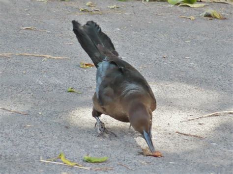 Great Tailed Grackle From Bosques De Aragon Nezahualc Yotl M X