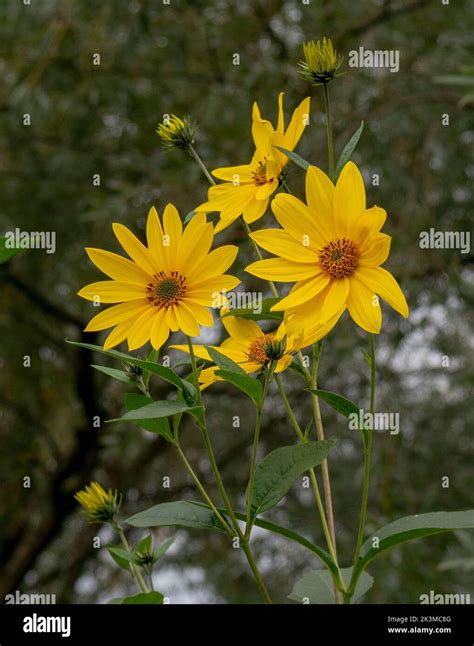 Yellow Flowers Of The Jerusalem Artichoke Helianthus Tuberosus