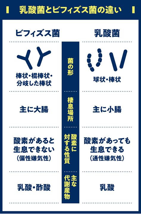 今さら聞けない乳酸菌とビフィズス菌、賢い活用法をおさらい