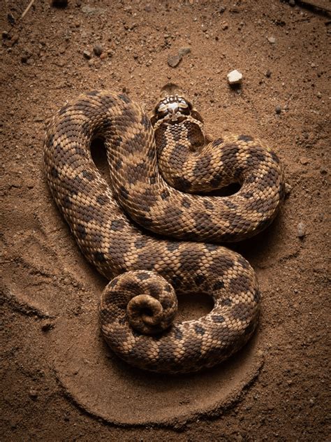 Mexican Hognose Snake Heterodon Kennerlyi Adam Cooner Flickr