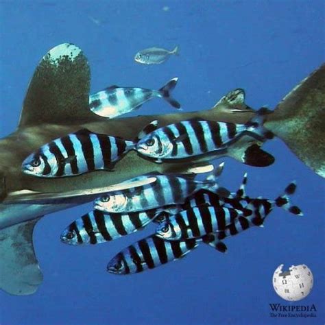 Pilot fish - Moalboal Reef Species