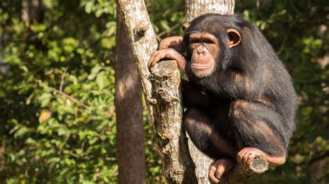 chimp sanctuary chimp sanctuary bbc america