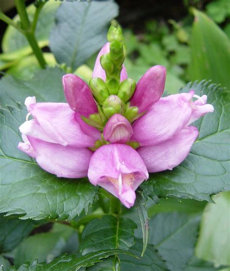 Chelone Lyonii Hot Lips