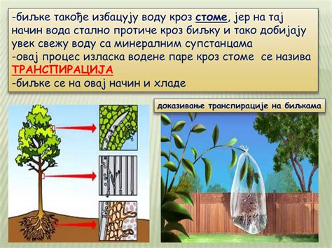 15 Izlucivanje Ppt