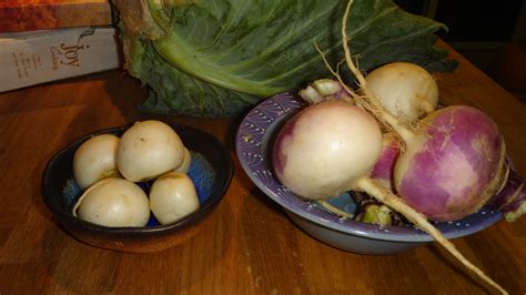 Thanksgiving Turnips And The Diversity Of The Genus Brassica The