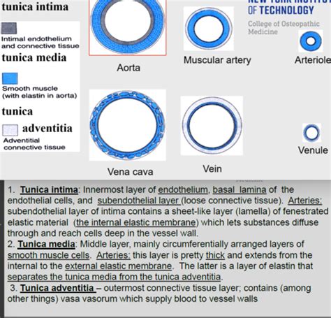 Lecture 20 Histology Of The Blood Vessels And Lymphatics Flashcards