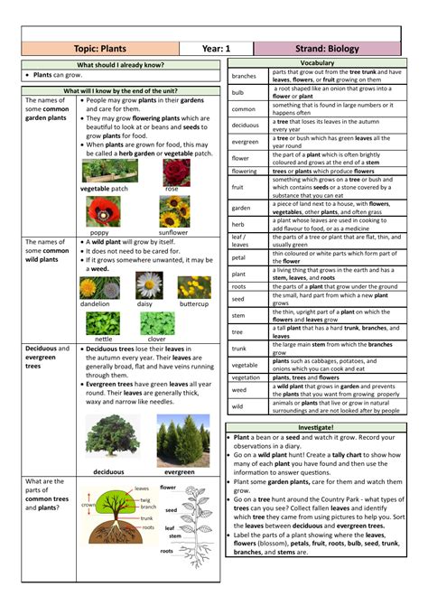 Plants Lesson Plan Science Year 1