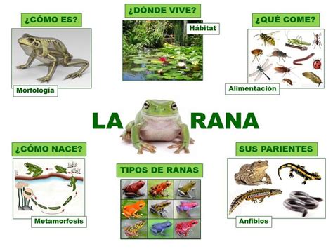 El Monstruito En Monteagudo Nuevo Proyecto La Rana Los Anfibios