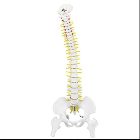 Biologisch Model 45Cm Anatomisch Flexibel Menselijk Wervelkolom Wervel