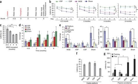 Transplantation Of HESC Derived MGE Progenitors Contributes To