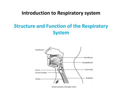 Ppt Introduction To Respiratory System Structure And Function Of The Respiratory System