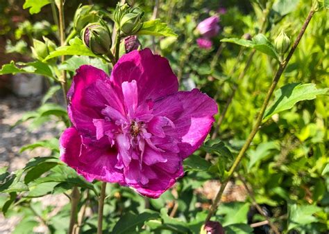 Rose Of Sharon Raspberry Smoothie Tree Top Nursery And Landscape Inc