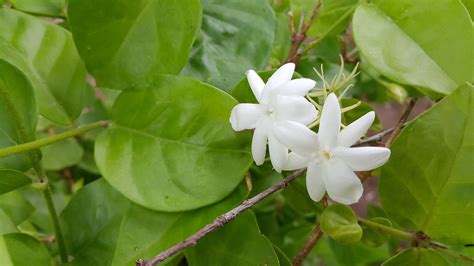 white jasmine flower free image | Peakpx